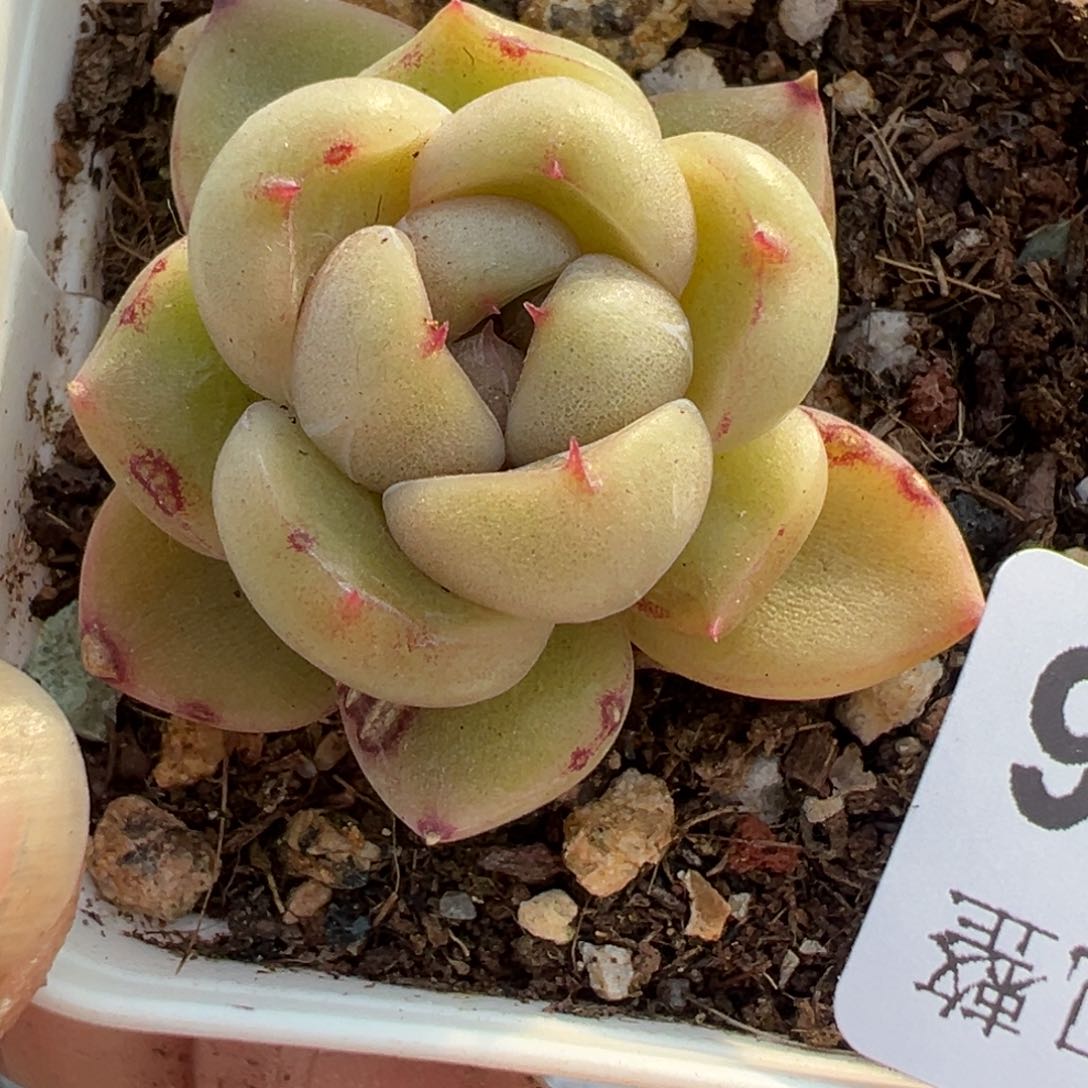 小卡拉米糖心一物一拍16-26