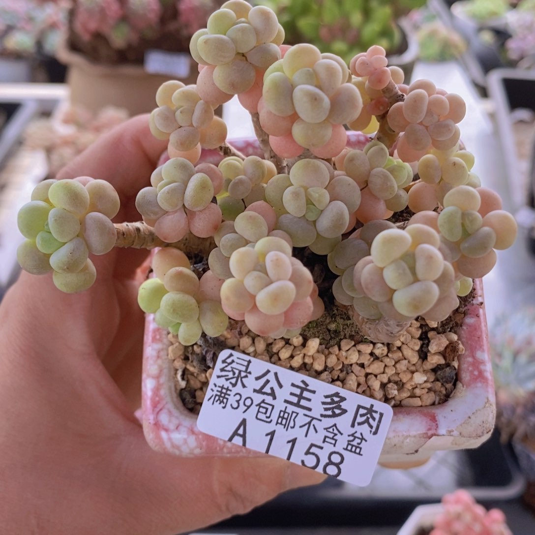 花朵鱼子酱老桩8cm1158多肉植物