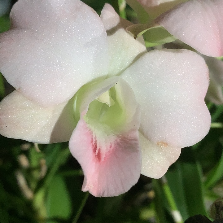 完全开放一代爆闪水蜜桃大小4苗，花叶不包损