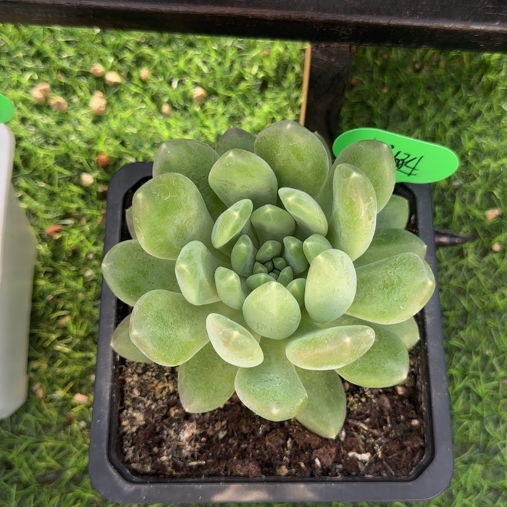 小***涵冰河世纪大单头多肉植物一物一拍