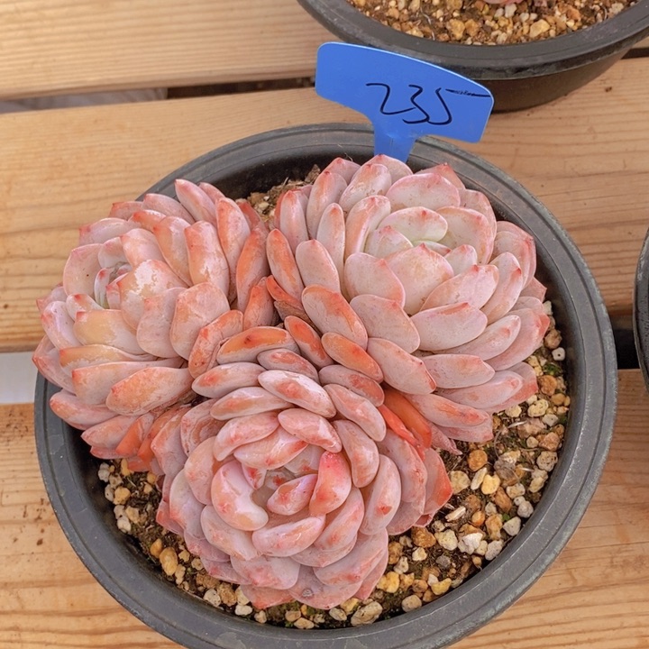 珠*姐是因为她太善良才