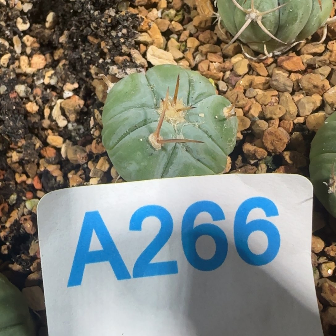 平丸 实生仙人球266