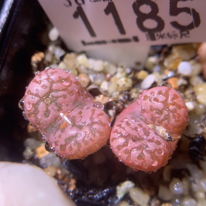 zzz精品生石花1185