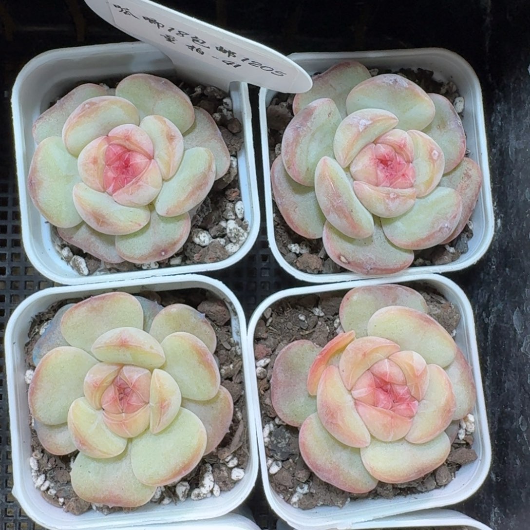 1205-041-比巴堡一颗量拍