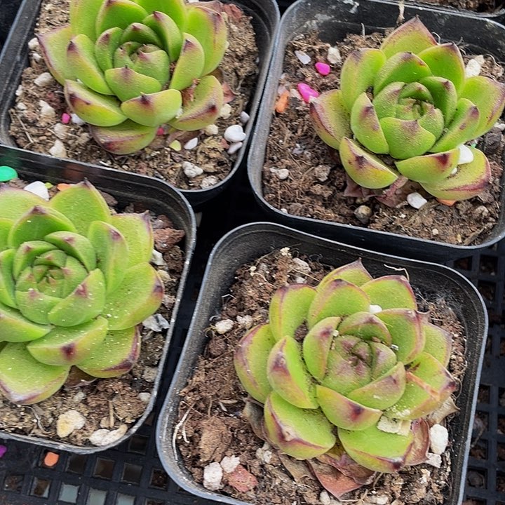 6.5方月亮石带哦土发