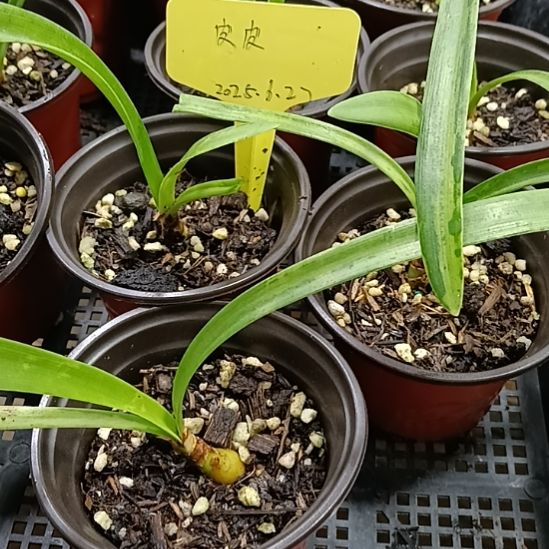 无花朵皮皮1+带盆土发货