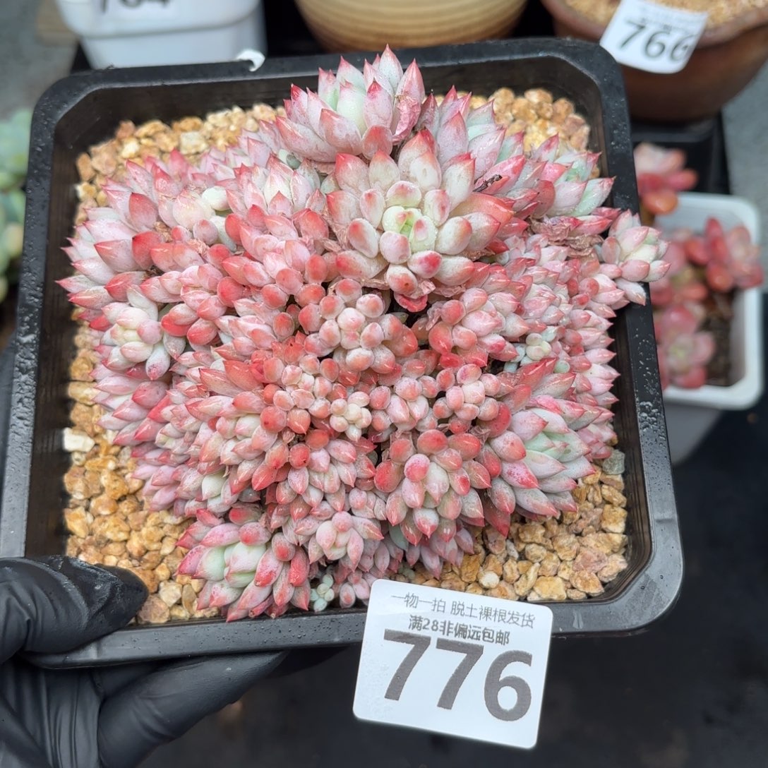 大明珠无盆土发货