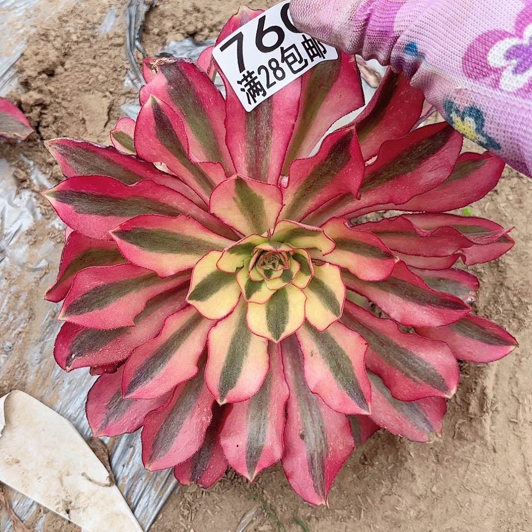 C. 760魅影多肉1111