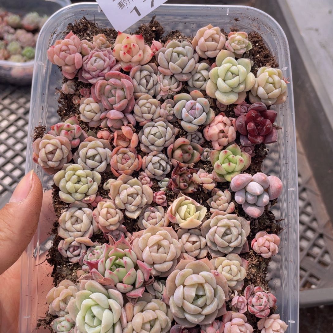 云糖心多肉植物179