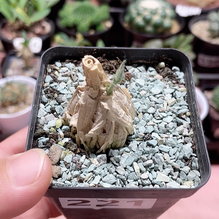 221龟甲箩魔块根