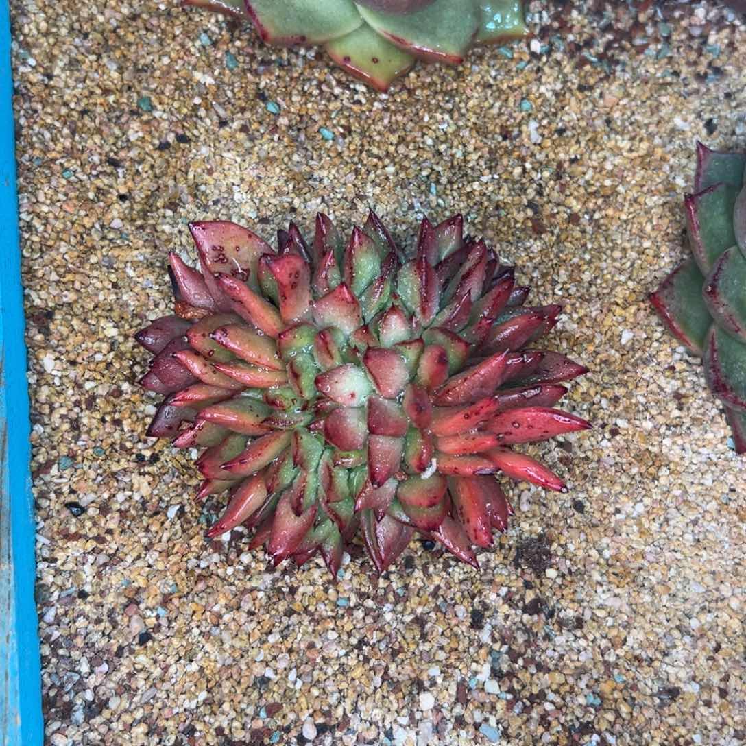 多肉一物一拍0203-酒缀