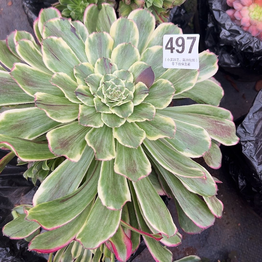 多肉植物497水墨画