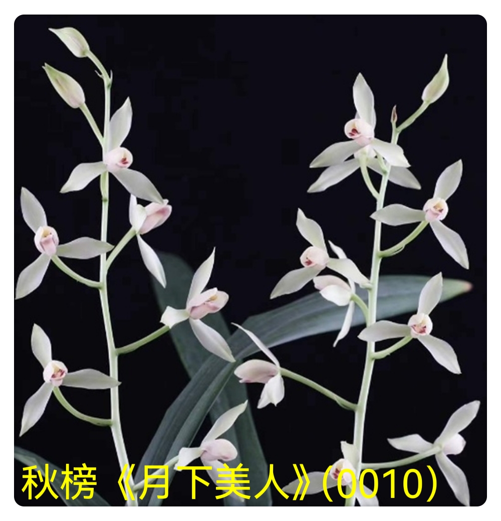 郑氏秋榜兰花购买券
