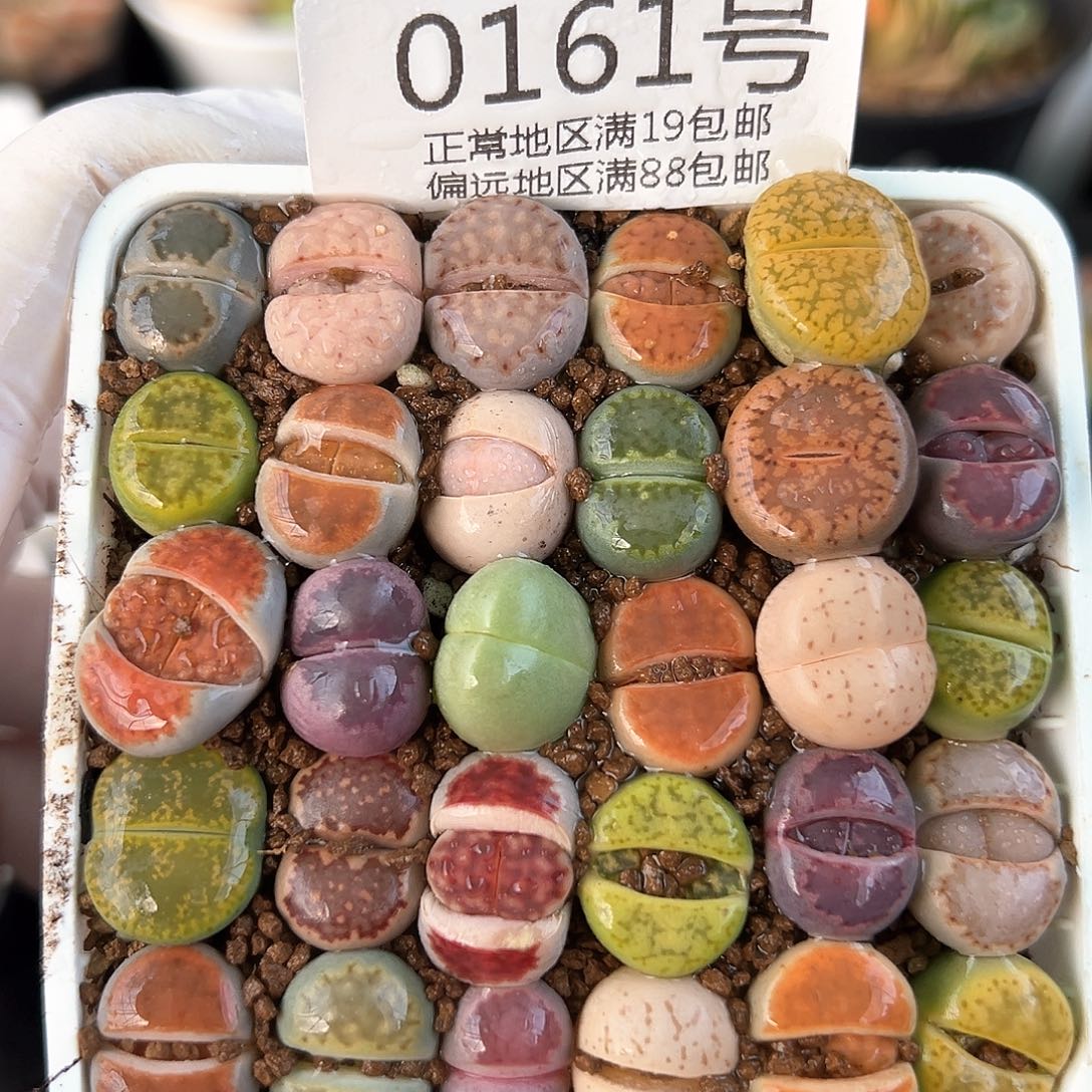 0161三年彩拼30颗1.3cm左右16个品种