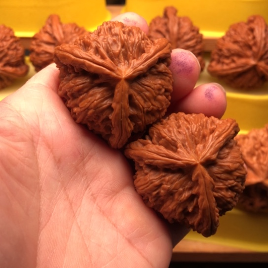 实***许核桃核桃核桃核桃