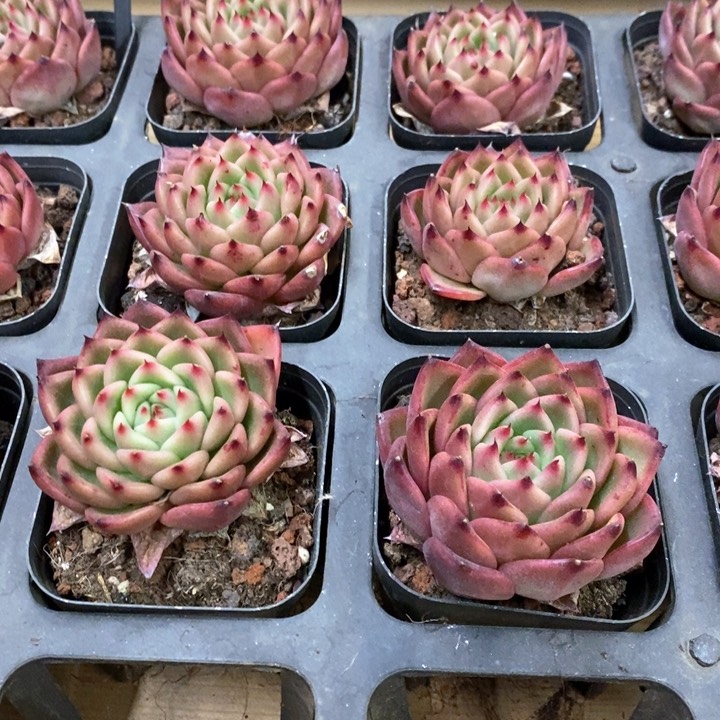 38。绿茵。福利多多