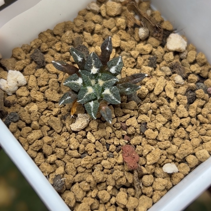 153 实生姬牡丹 仙人球的故事