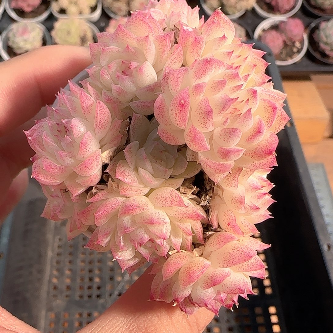 多肉1211-201优选麦秆群