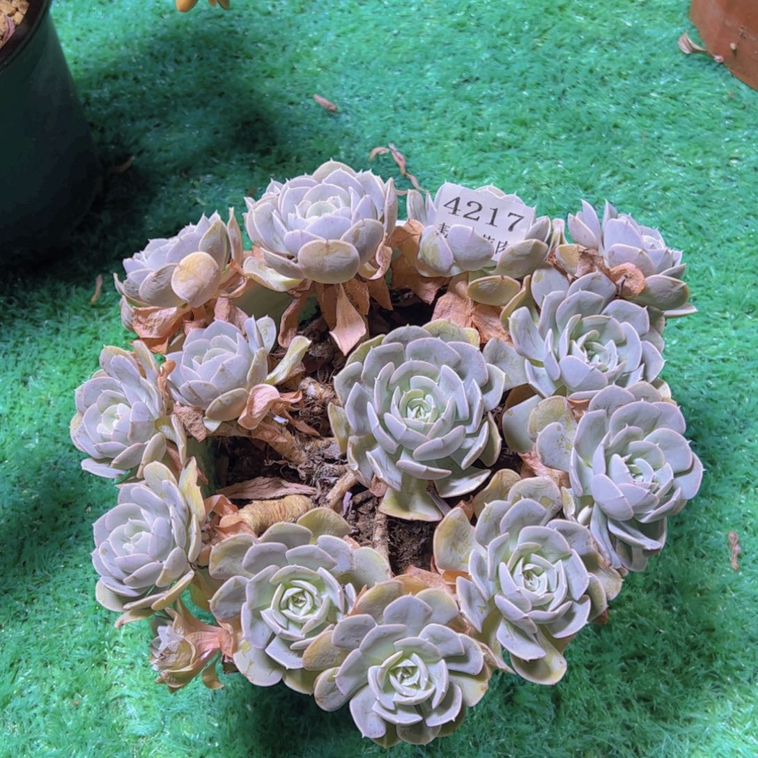 星***美鲁士石莲4217多肉植物