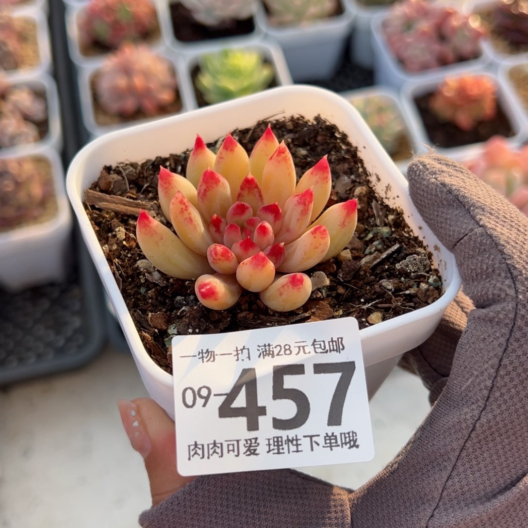 虞美人多肉多肉多好