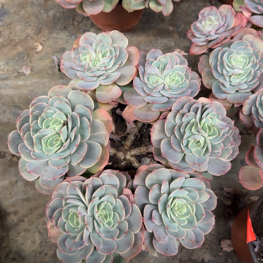 白雪公主六大头起发