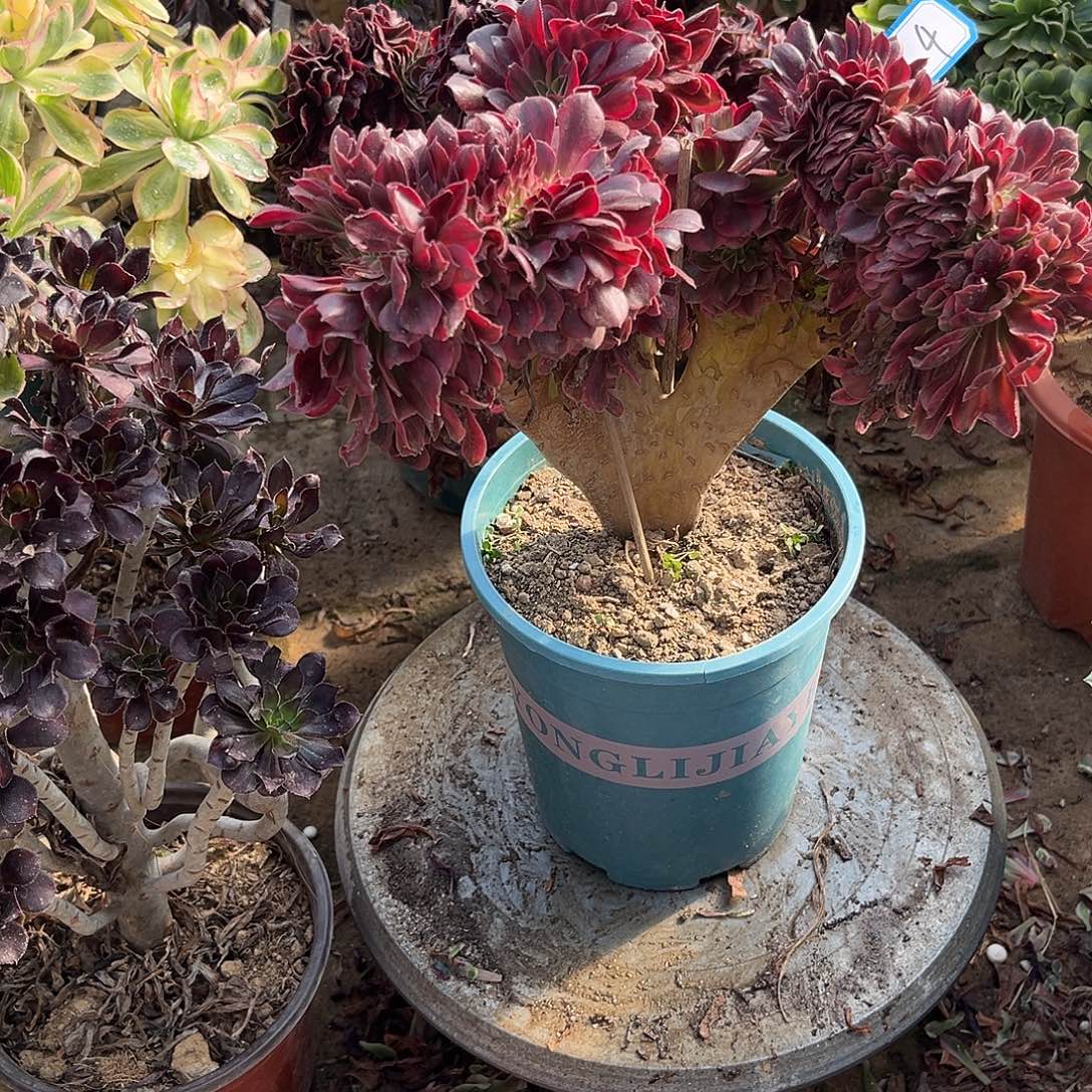 4美杜莎缀化法师多肉植物