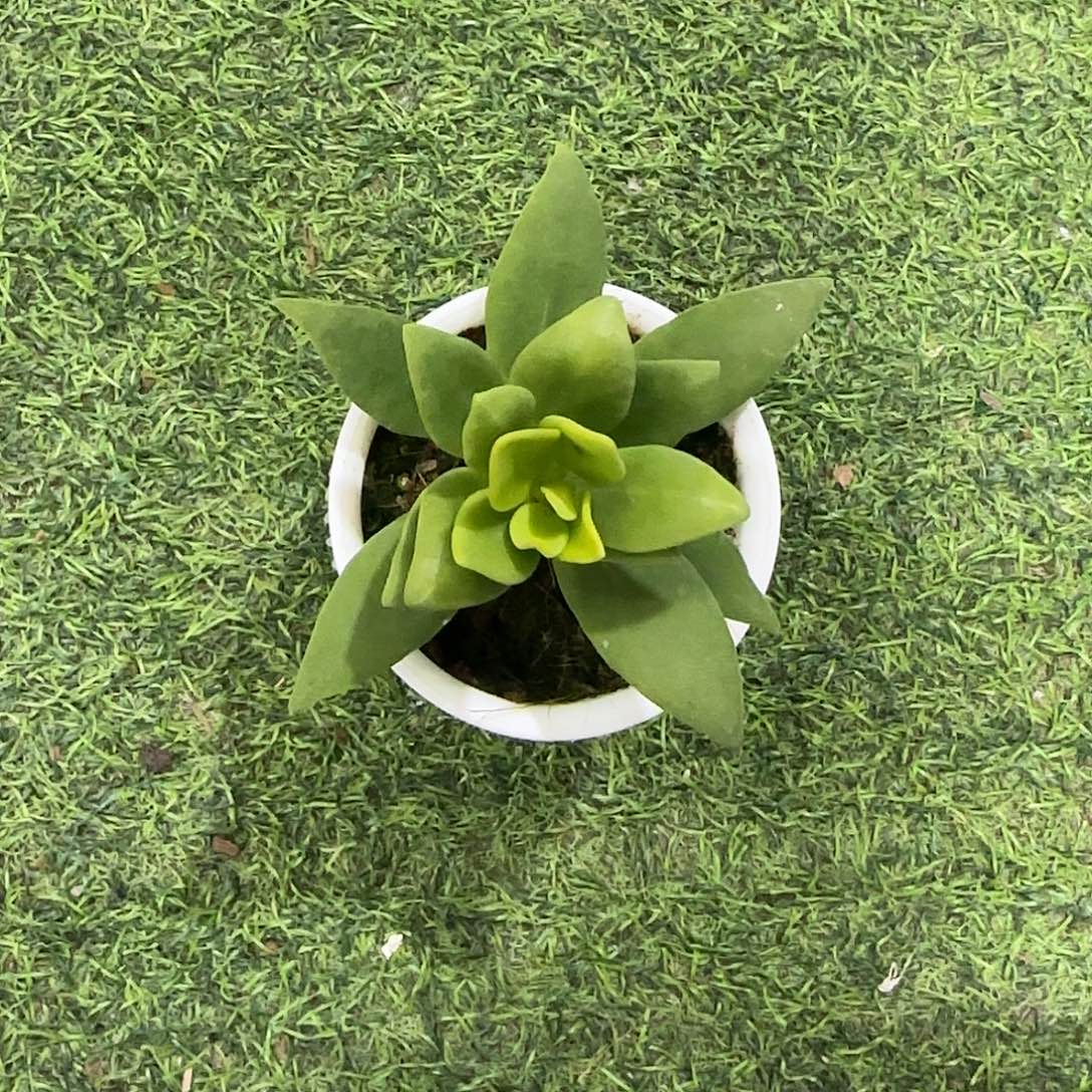 无花朵小叶粗蔓桌面款