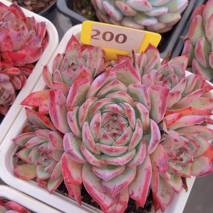 健健康康平平安安