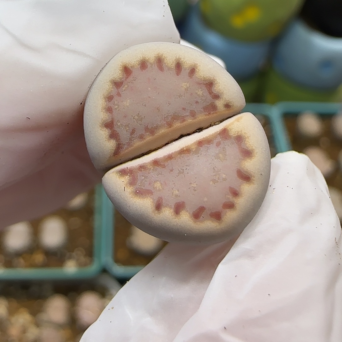 11.23.1621.013饼干.9027尺寸1.5cm