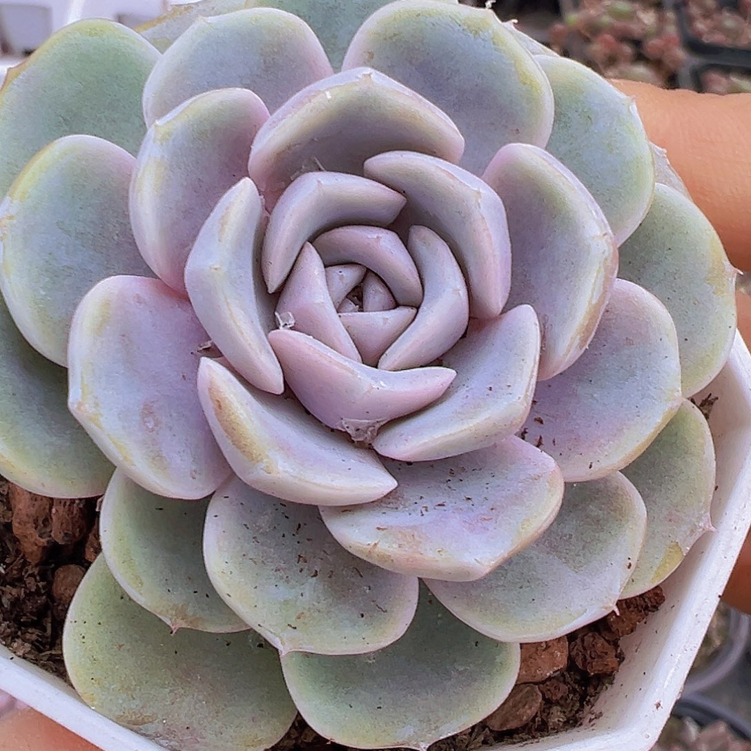 汉堡19包邮多肉植物