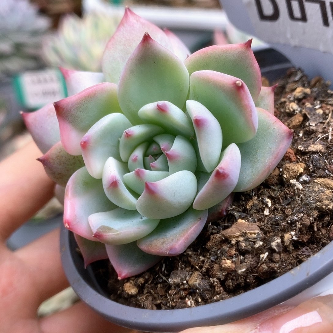 074锦锦锦锦锦锦锦