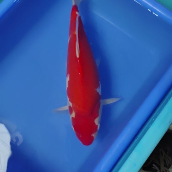 锦鲤一路长虹34公分不包邮顺丰到付