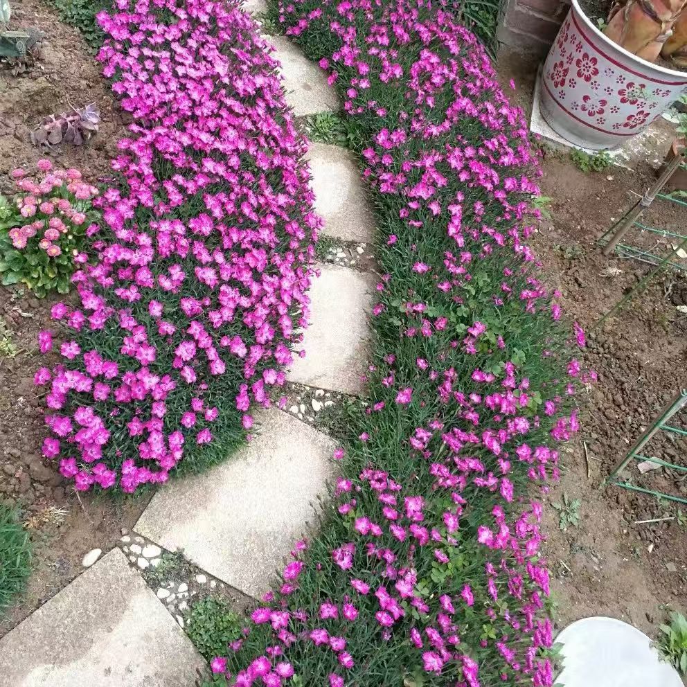 【欧石竹】110盆粉贝耐寒庭院花园地栽