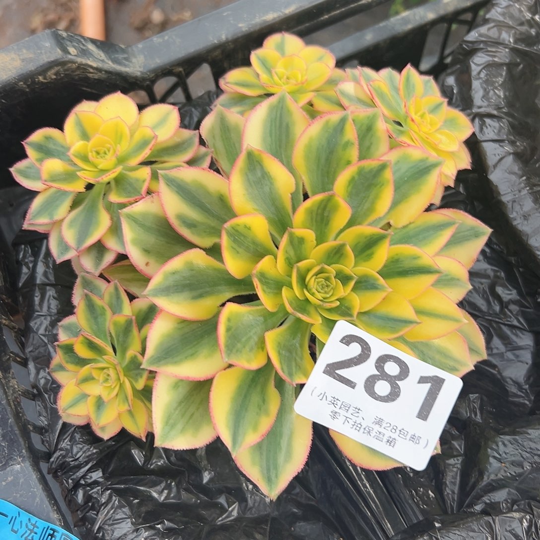 多肉植物281太阳神有砍过