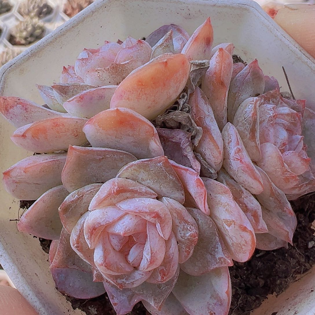 方糖群19包邮多肉