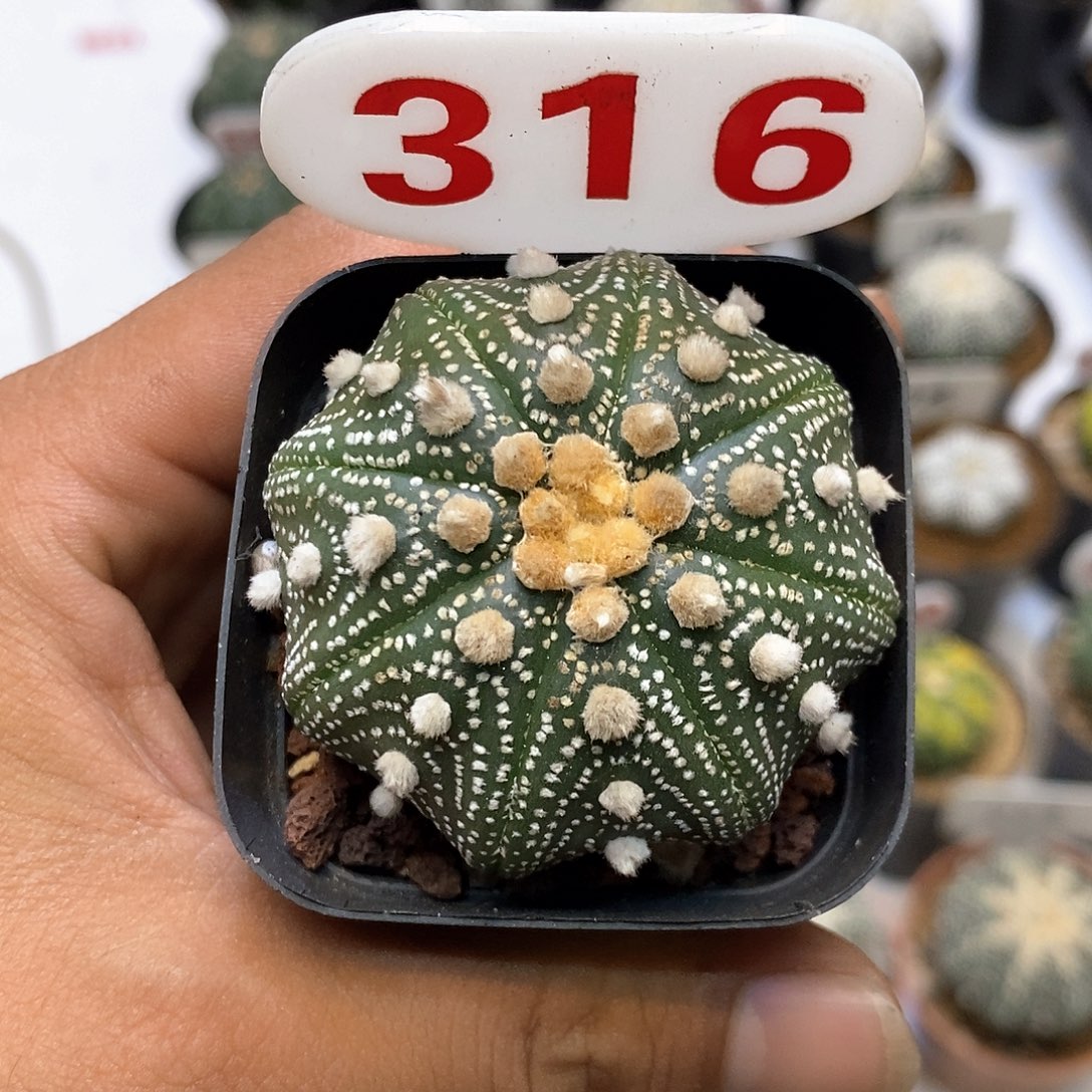 316福利特价咯啦了
