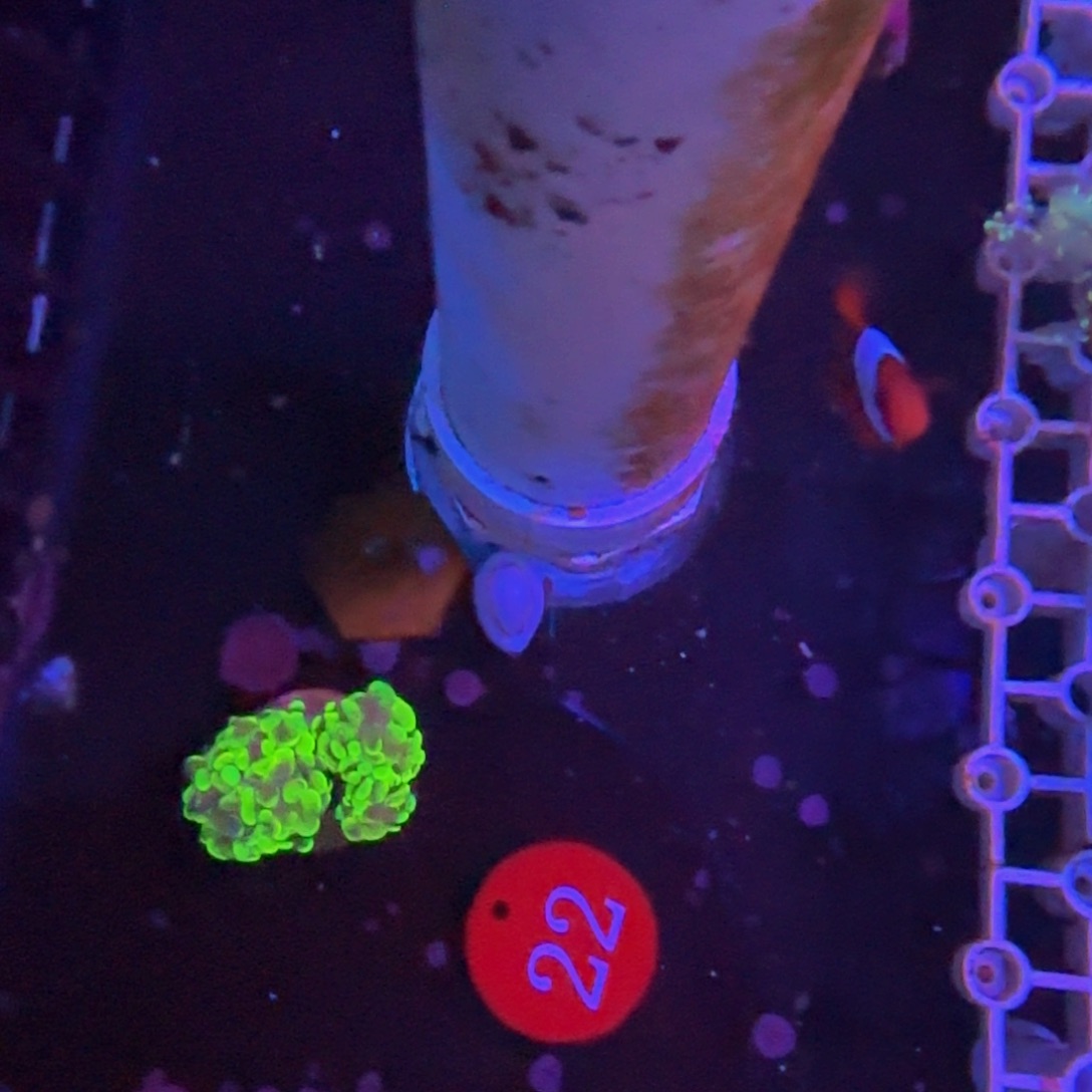 万鱼来朝海水观赏