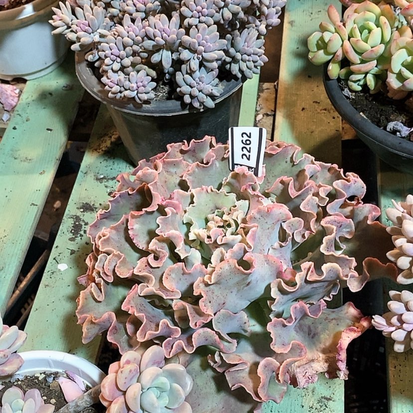 【闪购商品】高砂2262