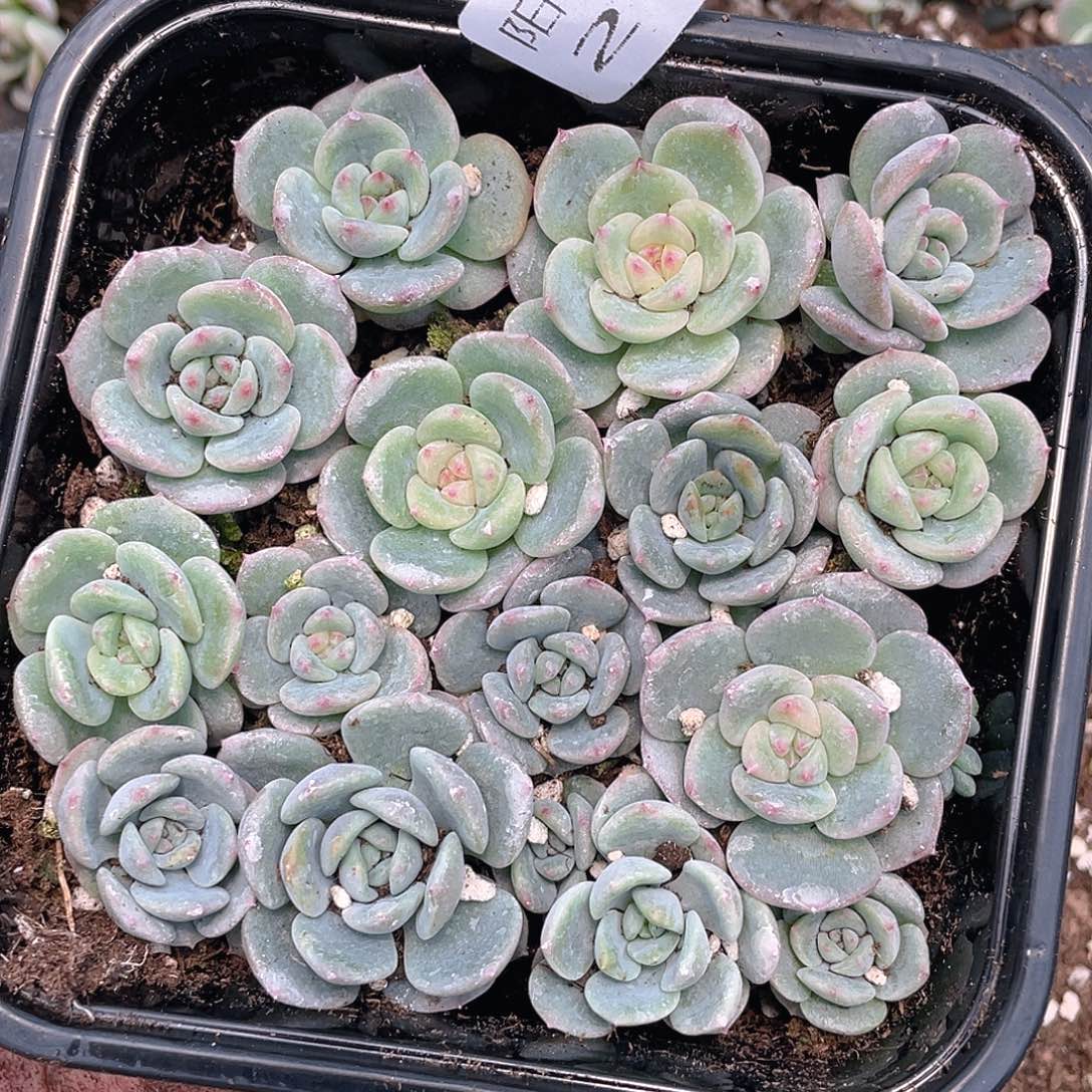 多肉植物多肉植物219
