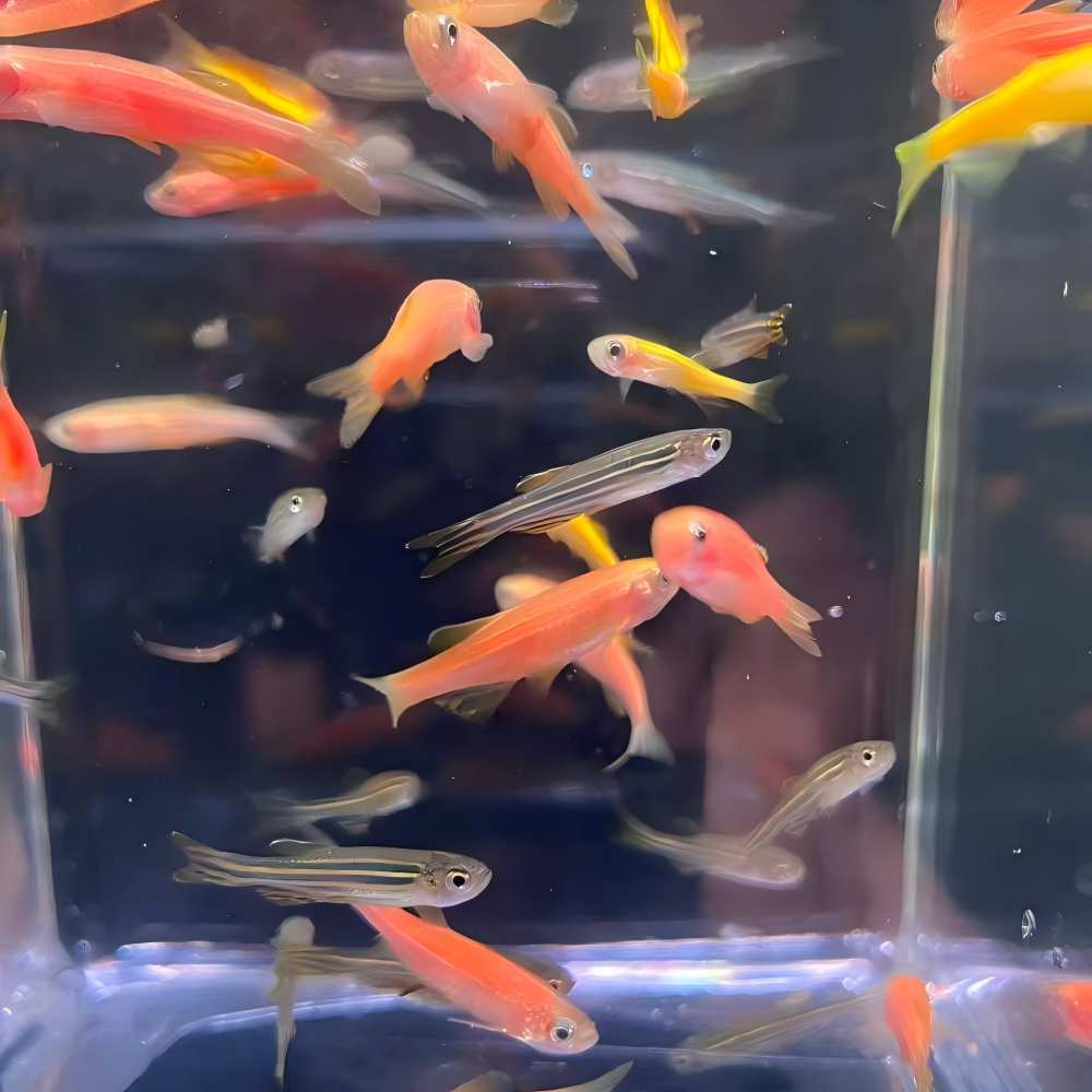 多色斑马鱼混搭小型淡水观赏鱼好养耐活新手适用练手鱼闯缸鱼