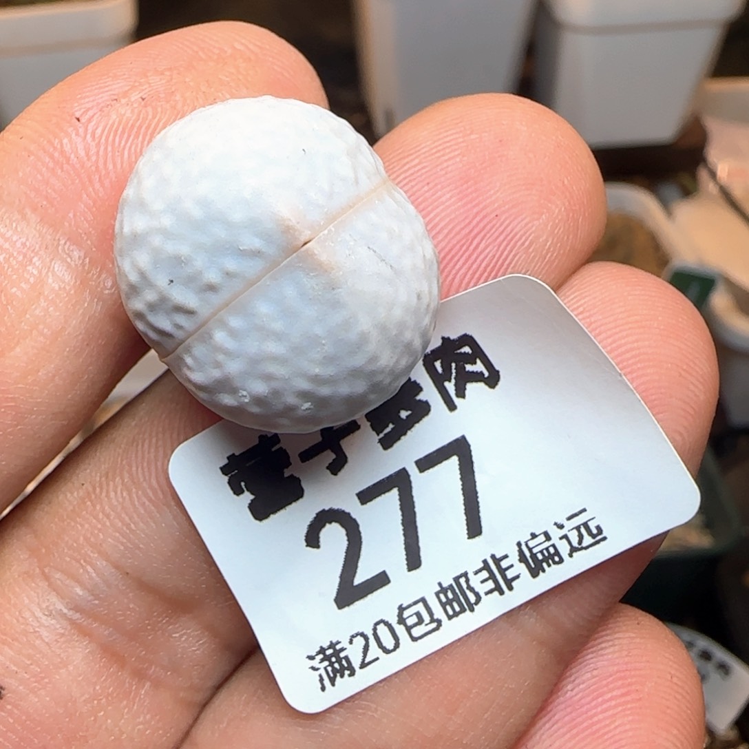 高尔夫2.1。               