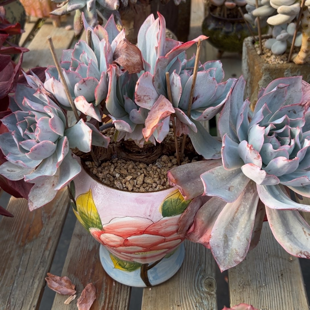 蓝光68 零零多肉植物