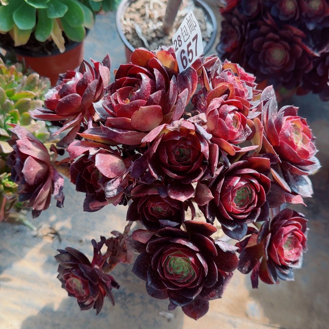 黑魔多肉657满20包邮断枝不包