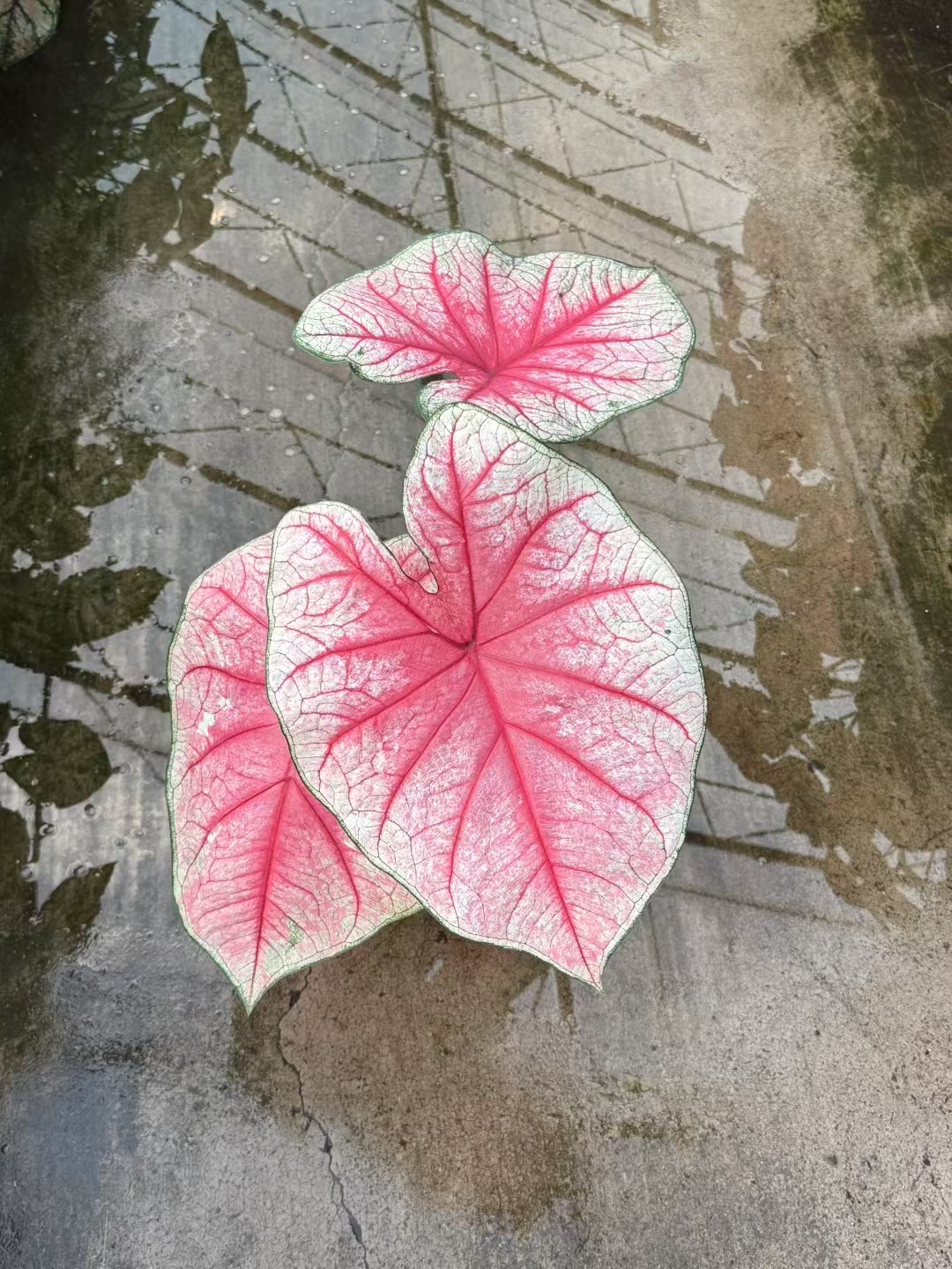 耐热易活好养的彩叶芋盆栽室内阳台客厅观叶绿植