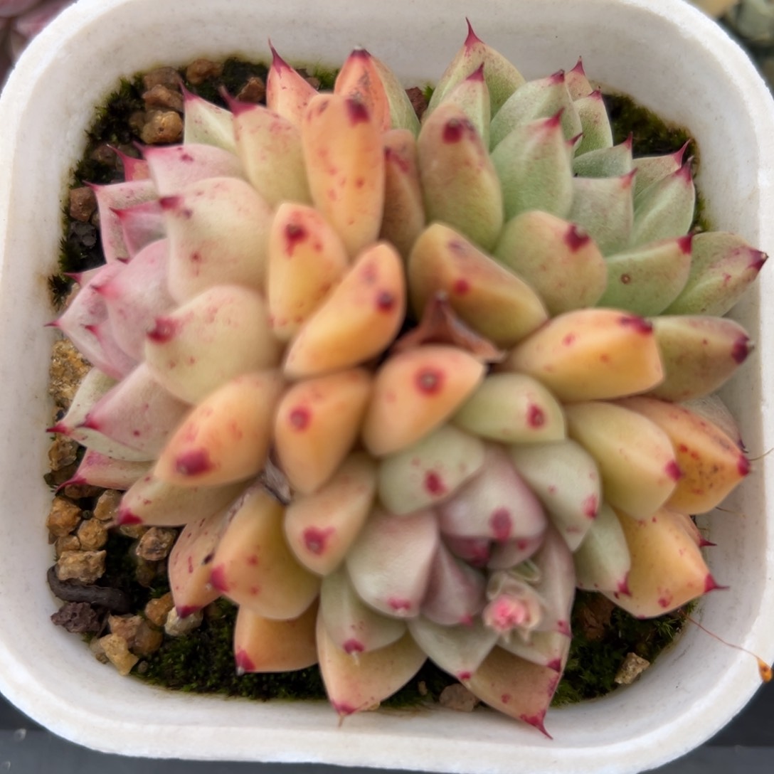 石英精控多肉一物一拍