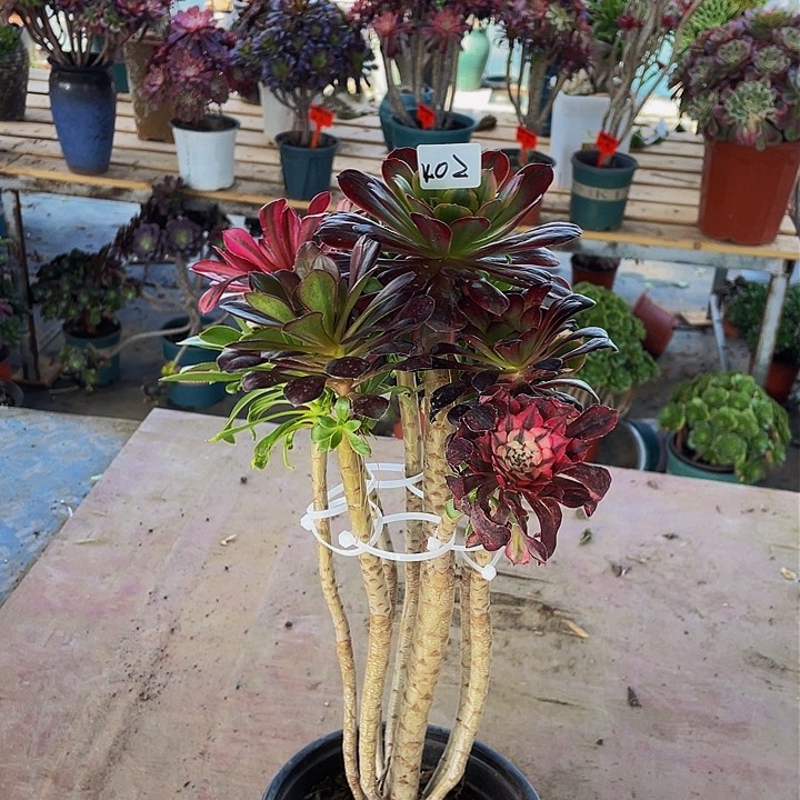 架接法师一个402号