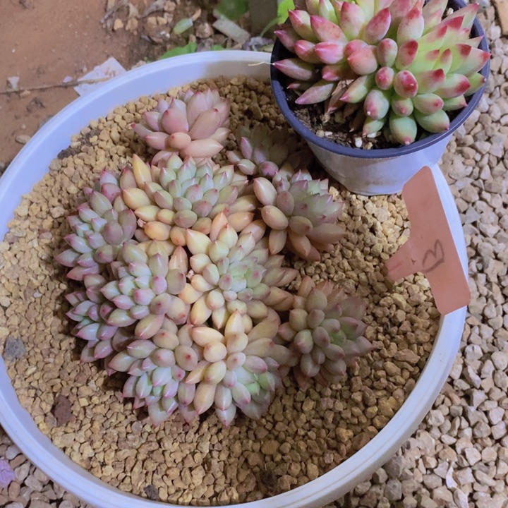 这么大岁数怎么会