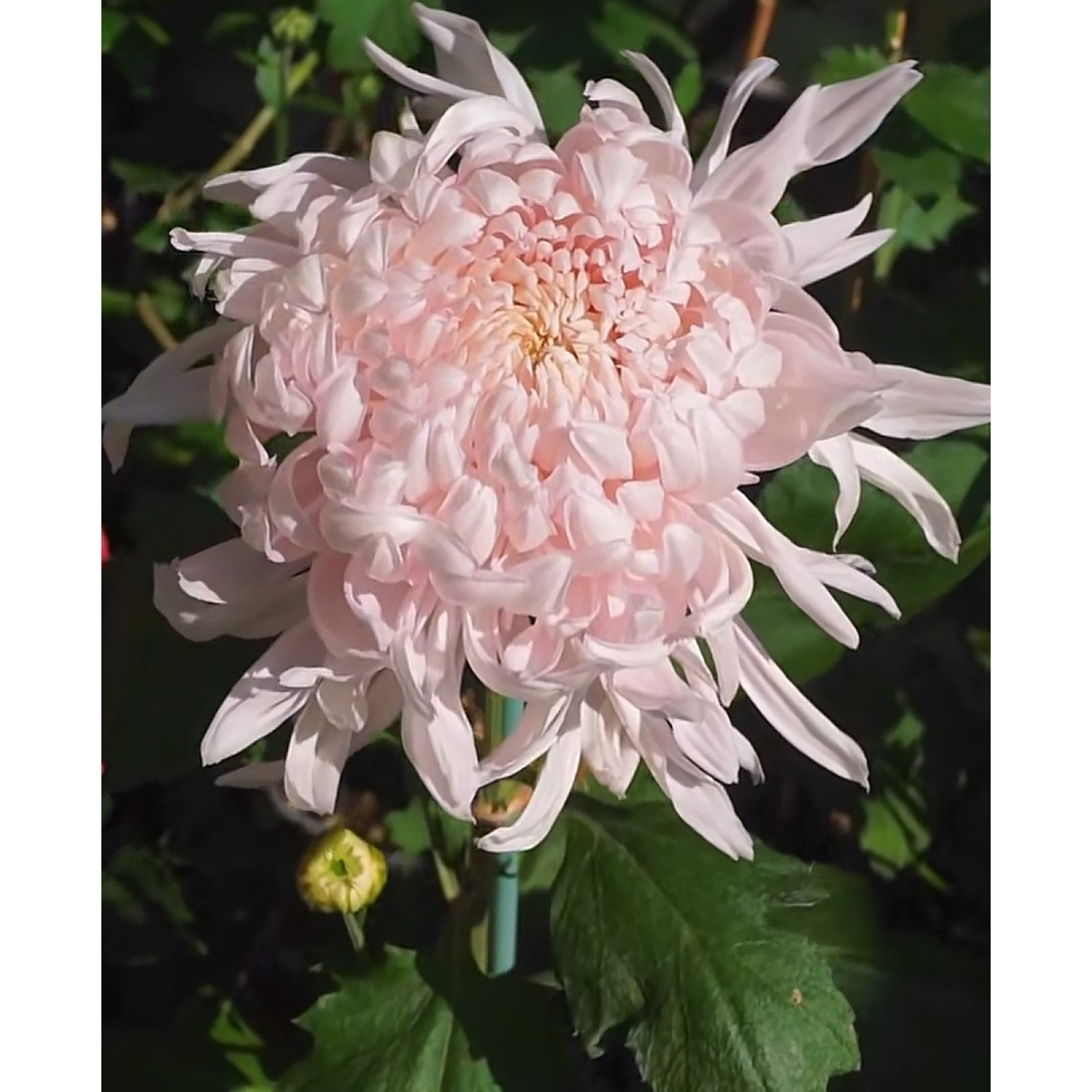 月九菊【仙露蟠桃】多年生大菊花苗盆栽室内外阳台花卉好养护