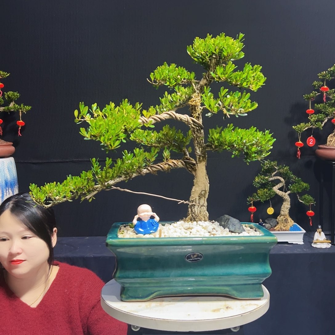 绿植皱皮黄杨木 