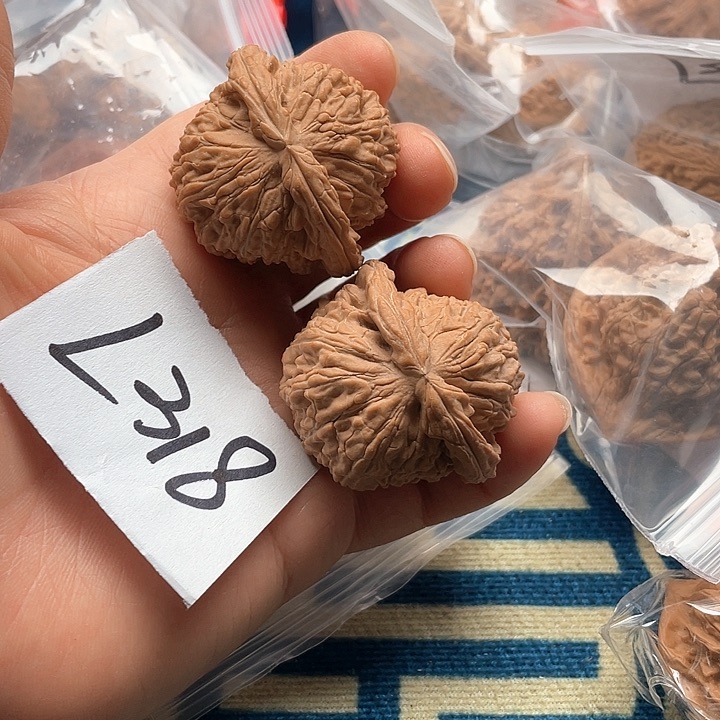 文玩核桃把件白狮